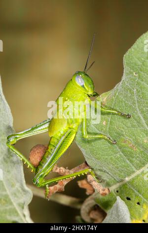 Giant Grasshopper, Valanga irregularis. Également connu sous le nom de Giant Valanga ou Hedge Grasshopper. Vert vif nymphe final. Coffs Harbour, Nouvelle-Galles du Sud, Australie Banque D'Images