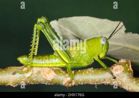 Giant Grasshopper, Valanga irregularis. Également connu sous le nom de Giant Valanga ou Hedge Grasshopper. Vert vif nymphe final. Coffs Harbour, Nouvelle-Galles du Sud, Australie Banque D'Images