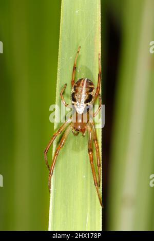 Araignée à fard, Phonognatha graeffei. Assis sur une lame à herbe. Coffs Harbour, Nouvelle-Galles du Sud, Australie Banque D'Images