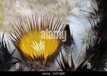 Golden Barrel Cactus Flower photo d'un cactus à canon doré de 76 ans dans la vallée du Rio Grande au Nouveau-Mexique. Banque D'Images