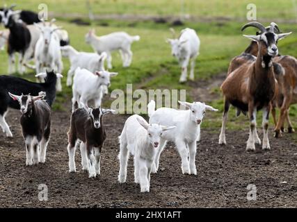 Karolinenhof, Allemagne. 04th mars 2022. Les enfants et les chèvres se tiennent sur le terrain du lait de chèvre Karolinenhof. Depuis la mi-février, vous pouvez à nouveau stocker et vous arrêter au magasin de la ferme et au café de la prairie associé. La ferme de chèvre produit 20 types différents de fromage de lait cru à partir de lait de chèvre pur dans son propre lait de fromage. Le lait frais, le yogourt, les gâteaux et les fruits et légumes frais sont également vendus. Credit: Jens Kalaene/dpa-Zentralbild/ZB/dpa/Alay Live News Banque D'Images