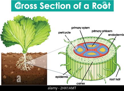 Schéma de coupe transversale d'une racine illustration Illustration de Vecteur