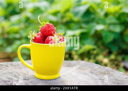 Tasse jaune avec baies mûres de fraise, debout sur une souche dans le jardin, jour ensoleillé d'été Banque D'Images