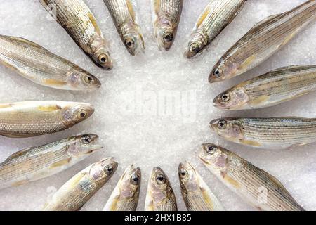 Gris de la rivière Siberian bordé d'un cercle sur des cristaux de sel blancs à gros grain, vue du dessus, espace de copie Banque D'Images