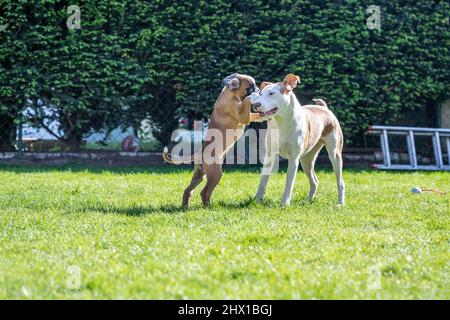 Chien Boxer allemand et un chien mixte jouant ensemble sur l'herbe verte dans le jardin. Banque D'Images