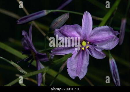 Les lillies au chocolat (Arthropodium strictum) ne ressemblent pas au chocolat, mais leur nom provient de la légère odeur de chocolat qu'ils émettent. Banque D'Images