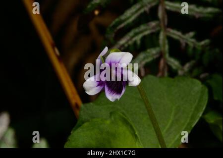 Les violets indigènes ou de feuilles d'Ivy (Viola hederacea) sont l'une de mes fleurs préférées - mais sont minuscules, et exigent de s'allonger à plat sur le sol boueux. Banque D'Images