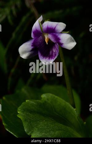 Les violettes natives ou à feuilles de lierre (Viola hederacea) sont l'une de mes fleurs préférées - mais elles sont minuscules, et nécessitent d'être couchées à plat sur un sol boueux. Banque D'Images