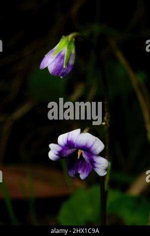 Les violets indigènes ou de feuilles d'Ivy (Viola hederacea) sont l'une de mes fleurs préférées - mais sont minuscules, et exigent de s'allonger à plat sur le sol boueux. Banque D'Images