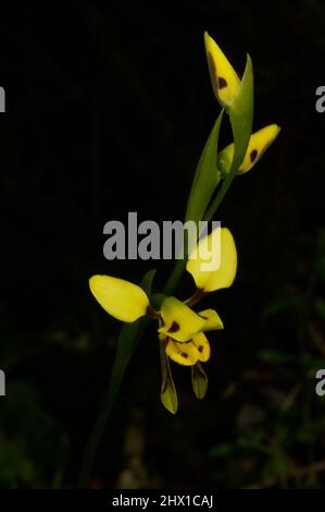 Ces jolies fleurs sont des orchidées Donkey (Diuris Sulfurea) - pas un joli nom! Trouvé à la réserve Flora de Baluk Willam à Belgrave Sud, Victoria. Banque D'Images