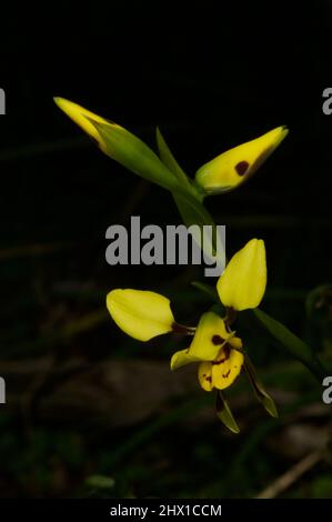 Ces jolies fleurs sont des orchidées Donkey (Diuris Sulfurea) - pas un joli nom! Trouvé à la réserve Flora de Baluk Willam à Belgrave Sud, Victoria. Banque D'Images