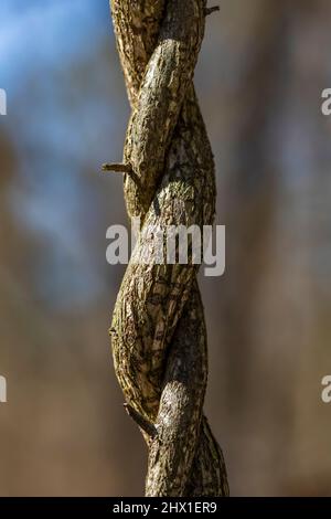 Le doux-amer oriental, Celastrus orbiculatus, une vigne ligneuse envahissante de la réserve biologique de l'Ott, comté de Calhoun, Michigan, États-Unis Banque D'Images