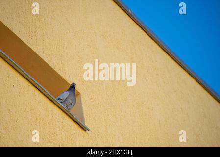 Un pigeon sur un seuil de fenêtre, une façade de maison et un ciel aux couleurs du drapeau national ukrainien. Banque D'Images