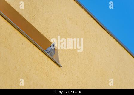 Un pigeon sur un seuil de fenêtre, une façade de maison et un ciel aux couleurs du drapeau national ukrainien. Banque D'Images