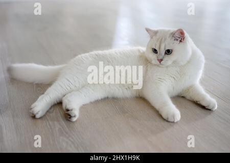 Beau jeune chat posant assis et regarder droit en arrière, argent British Shorthair chat avec de grands beaux yeux bleus, catégorie concours blanc pedigree chat. Banque D'Images