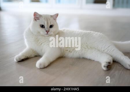 Beau jeune chat posant assis et regarder droit en arrière, argent British Shorthair chat avec de grands beaux yeux bleus, catégorie concours blanc pedigree chat. Banque D'Images