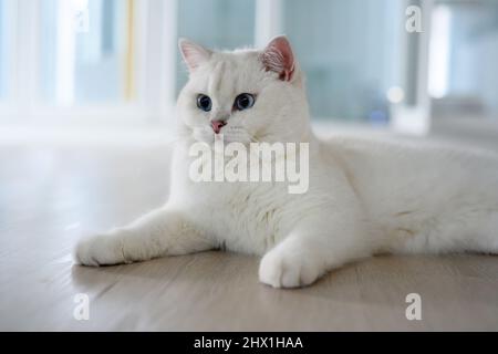 Beau jeune chat posant assis et regarder droit en arrière, argent British Shorthair chat avec de grands beaux yeux bleus, catégorie concours blanc pedigree chat. Banque D'Images