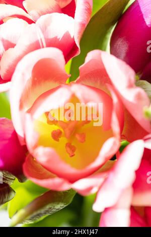 Gros plan de fleurs de tulp isolées de rose et de violet. Banque D'Images