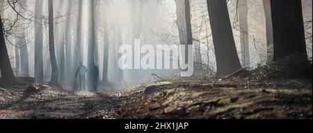 deux hommes font une randonnée dans la forêt brumeuse tôt le matin, près d'utrecht, aux pays-bas Banque D'Images