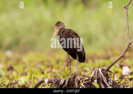 Limpkin debout sur une branche juste au-dessus de l'eau dans la zone humide de Pantanal, Brésil Banque D'Images