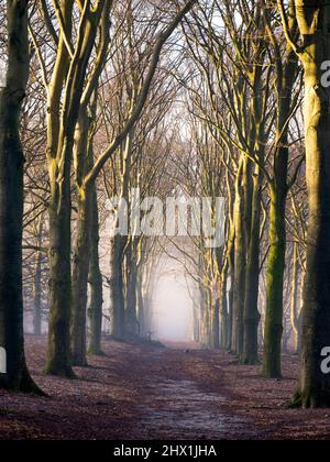 chemin entre les hêtres tôt le matin dans la forêt brumeuse près de doorn en hollande Banque D'Images