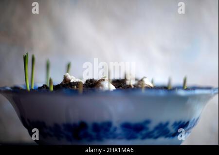 Jacinthes et bulbes de jacinthe de raisin croissant dans un bol bleu et blanc Banque D'Images