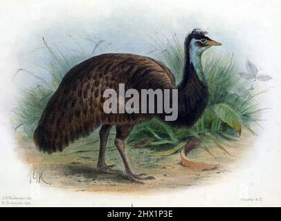 Oiseau éteint l'émeu du Roi, Dromaius parvulus, oeuvre de John Gerrard Keulemans (1842-1912) lithographie de couleur main Banque D'Images