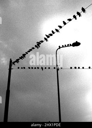 Photo rétro-éclairée de plusieurs oiseaux sur un fil - photo d'art des pigeons de la ville Banque D'Images