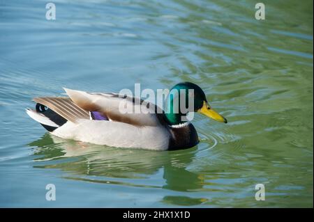 15-mars-2021 le canard colvert, Anas platyrhynchos, est un canard à l'aboiement. Mallard Duck mâle plongée dans l'eau. Banque D'Images