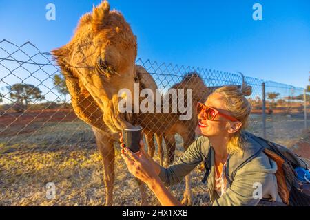 Femme nourrissant un dromadaire australien, espèce Camelus dromedarius. Endémique à l'Australie. Le touriste blond caucasien aime la rencontre de chameaux dans le Nord Banque D'Images