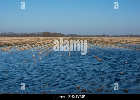 Terrain boueux de maïs après de mauvais temps, inondé après de fortes pluies en hiver Banque D'Images