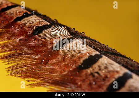 Gouttes d'eau sur la plume de faisan. Photo macro d'une goutte d'eau sur une plume faisante colorée sur fond jaune. Banque D'Images
