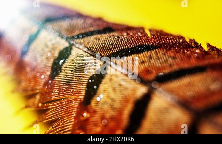 Gouttes d'eau sur la plume de faisan. Photo macro d'une goutte d'eau sur une plume faisante colorée sur fond jaune. Banque D'Images