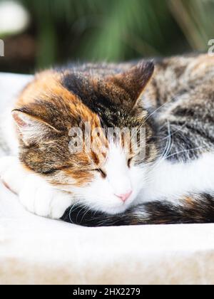 Le chat multicolore dort très bien dans le jardin sur une couverture enroulée en balle Banque D'Images