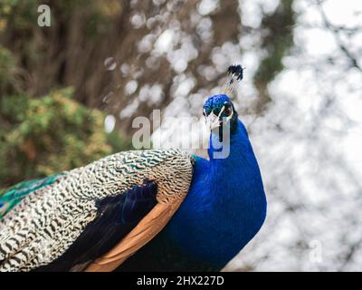 Paon masculin avec plumage lumineux à l'extérieur. Portrait de paon contre le fond des arbres dans le jardin Banque D'Images