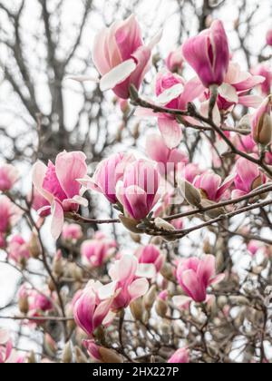 Le magnolia fleurira au printemps. Branches magnolia roses en arrière-plan extérieur. Mise au point sélective Banque D'Images