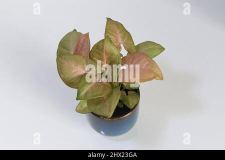 Syngonium podophyllum rose robusta. Plante de maison avec des feuilles roses et vertes, isolée sur un fond blanc. La plante est dans un pot en céramique bleue. Banque D'Images