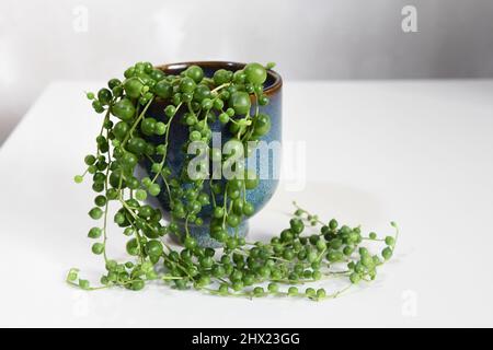 Senecio rowleyanus, corde de perles, plante maison avec feuilles vertes rondes dans une casserole bleue en céramique. Isolé sur fond blanc, en paysage. Banque D'Images