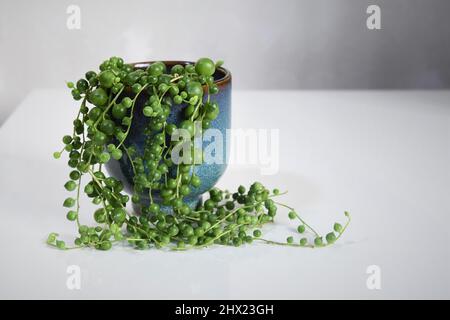 Senecio rowleyanus, corde de perles, plante maison avec feuilles vertes rondes dans une casserole bleue en céramique. Isolé sur fond blanc, en paysage. Banque D'Images