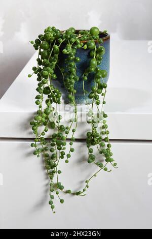 Senecio rowleyanus, corde de perles, plante maison avec feuilles vertes rondes dans une casserole bleue en céramique. Isolé sur fond blanc, en portrait. Banque D'Images