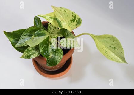 Epipremnum aureum, reine de marbre de pothos, maison avec feuilles vertes et blanches marbrées. Plante en terre cuite brune, isolée sur étagère blanche. Banque D'Images