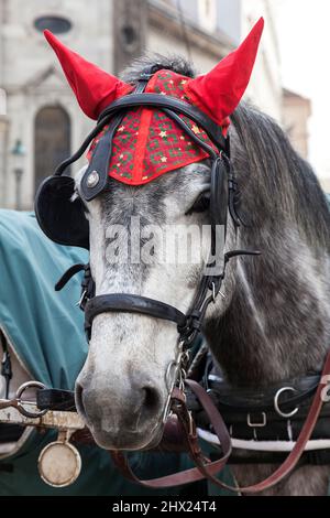 Portrait d'un cheval dans le harnais de voiture traditionnel de Vienne Banque D'Images