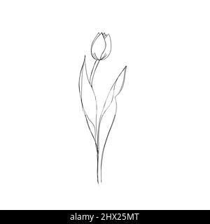 Dessin de ligne continue de fleur de tulipe. Dessin minimaliste, idée d'invitation, conception d'histoires instagram et icônes de mise en évidence Banque D'Images