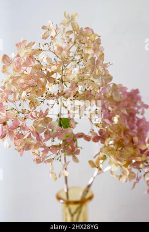 Fleurs séchées d'une panicule hydrangea dans un vase en verre, Bavière, Allemagne, Europe Banque D'Images