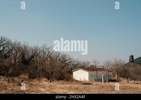 Maison de campagne et arbres d'hiver sur l'île de Jeju, en Corée Banque D'Images