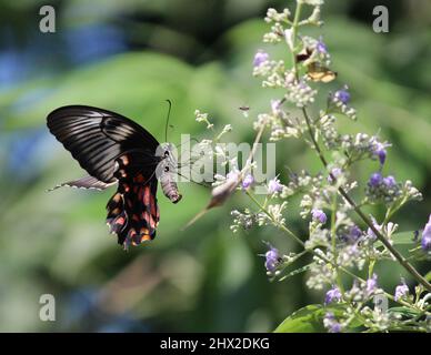 Un papillon noir sur quelques fleurs de lavande Banque D'Images