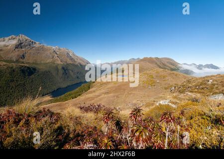 Vue depuis Key Summit Ridge, Greenstone Valley avec le lac McKellar, plantes alpines indigènes de Nouvelle-Zélande en face de Dracophyllum traversii Banque D'Images