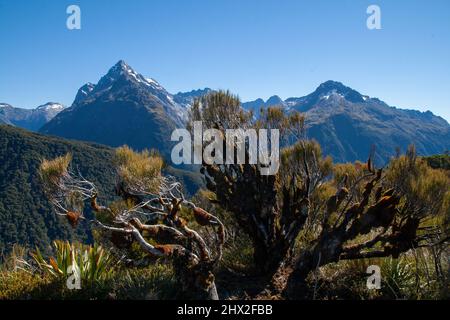 Dracophyllum longifolium, Inaka ou Dragon Leaf plante alpine herbe arbre originaire de Nouvelle-Zélande, Darran Mountains dans l'arrière-plan, Key Summit Banque D'Images