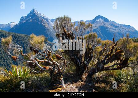 Dracophyllum longifolium, Inaka ou Dragon Leaf plante alpine herbe arbre originaire de Nouvelle-Zélande, Darran Mountains dans l'arrière-plan, Key Summit Banque D'Images