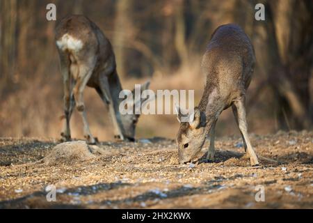 Couple de cerfs ROE avec femelle et mâle roebuck pour la nourriture dans la forêt Banque D'Images